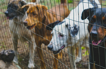Three shelters for 10 thousand homeless dogs to be built in Dagestan