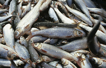 Dagestan increases volume of farmed fish by 20%