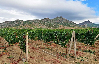 Dagestan authorities to conduct inventory of vineyards