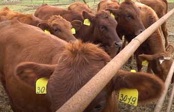 Dagestan farmers urged to conduct scheduled vaccination of livestock