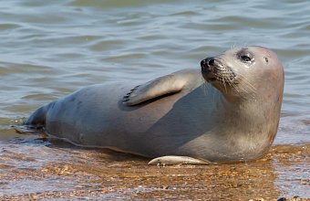 Scientists to count Caspian seals in Dagestan