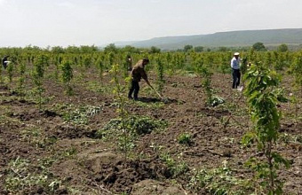 Production of home-grown seedlings triples in Dagestan
