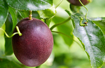 Dagestan enters top Russia’s regions for growing rare fruits